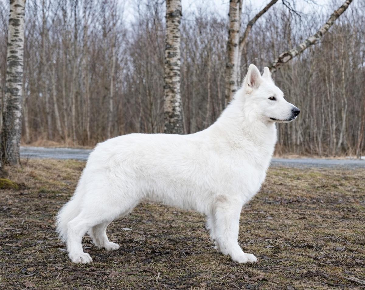Lucifer av White Arctic Mist