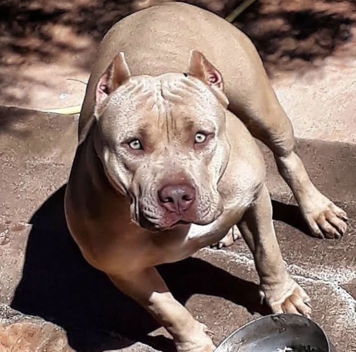 NYMERIA AMERICAN BULL KENNEL MG