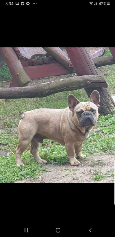 Medina Royal Bulldog's Escobar