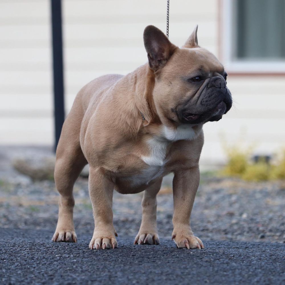 WILLI II