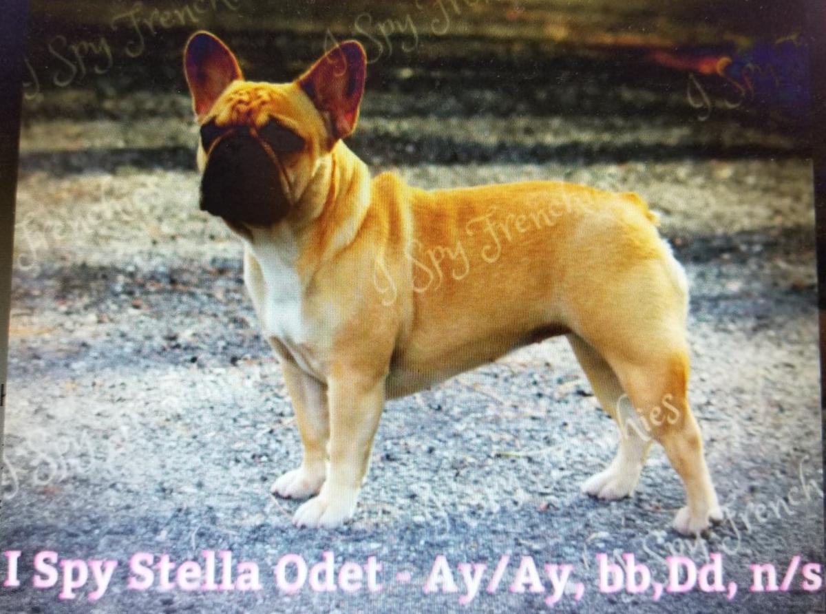 I Spy Frenchies Stella Odette