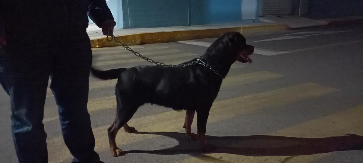 Luna Gomora San Manuel