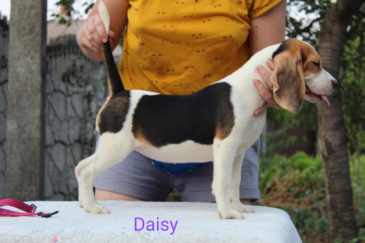 Daisy from Rebekka