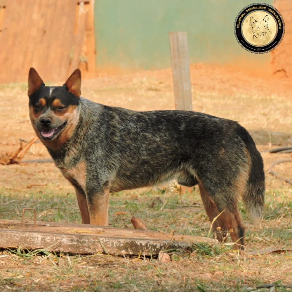 QUALITY HEELER'S PACCO II