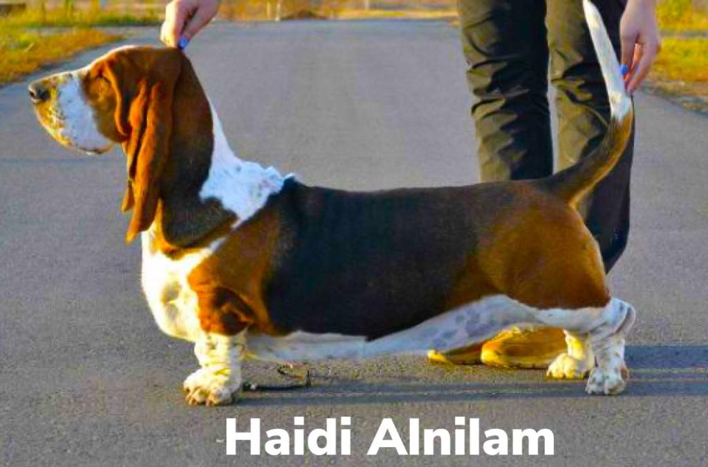 Haydi Alnilam