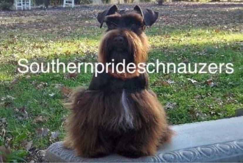 SOUTHERN PRIDE'S JUST CRUISING ALONG