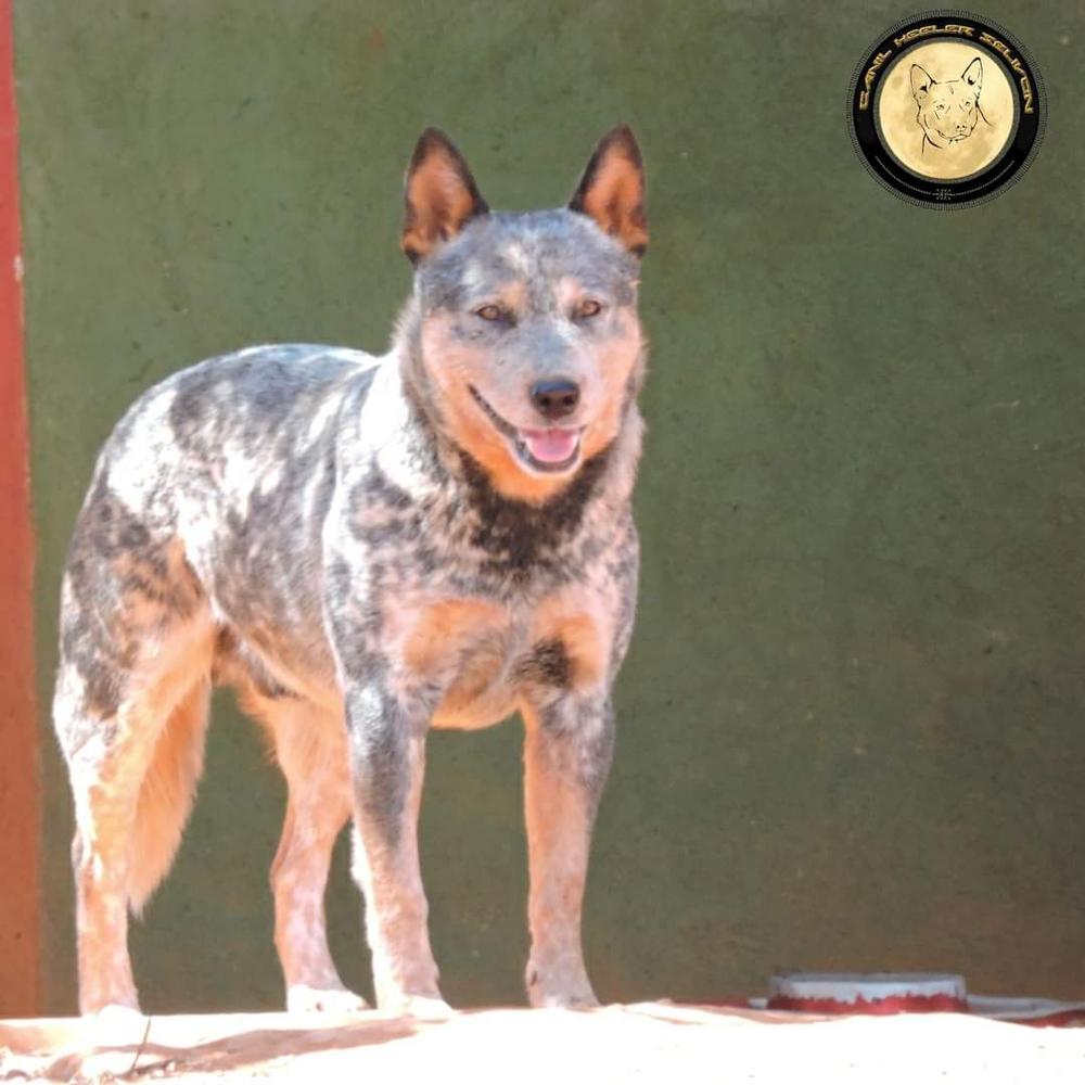 EL JACK OF HEELER'S SELIVON