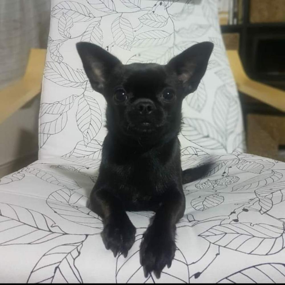Nutella Smyrna Chihuahua