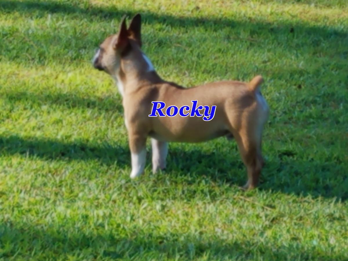 South'n Terr Rock Hard Rocky