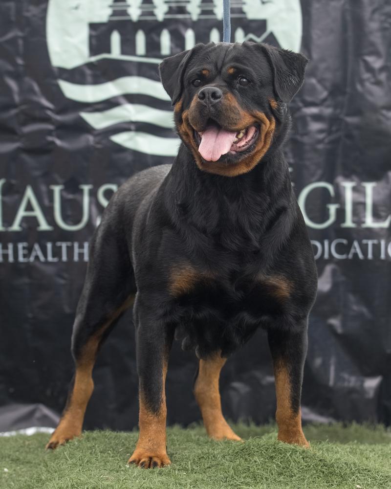 Dzeny rott kingdom