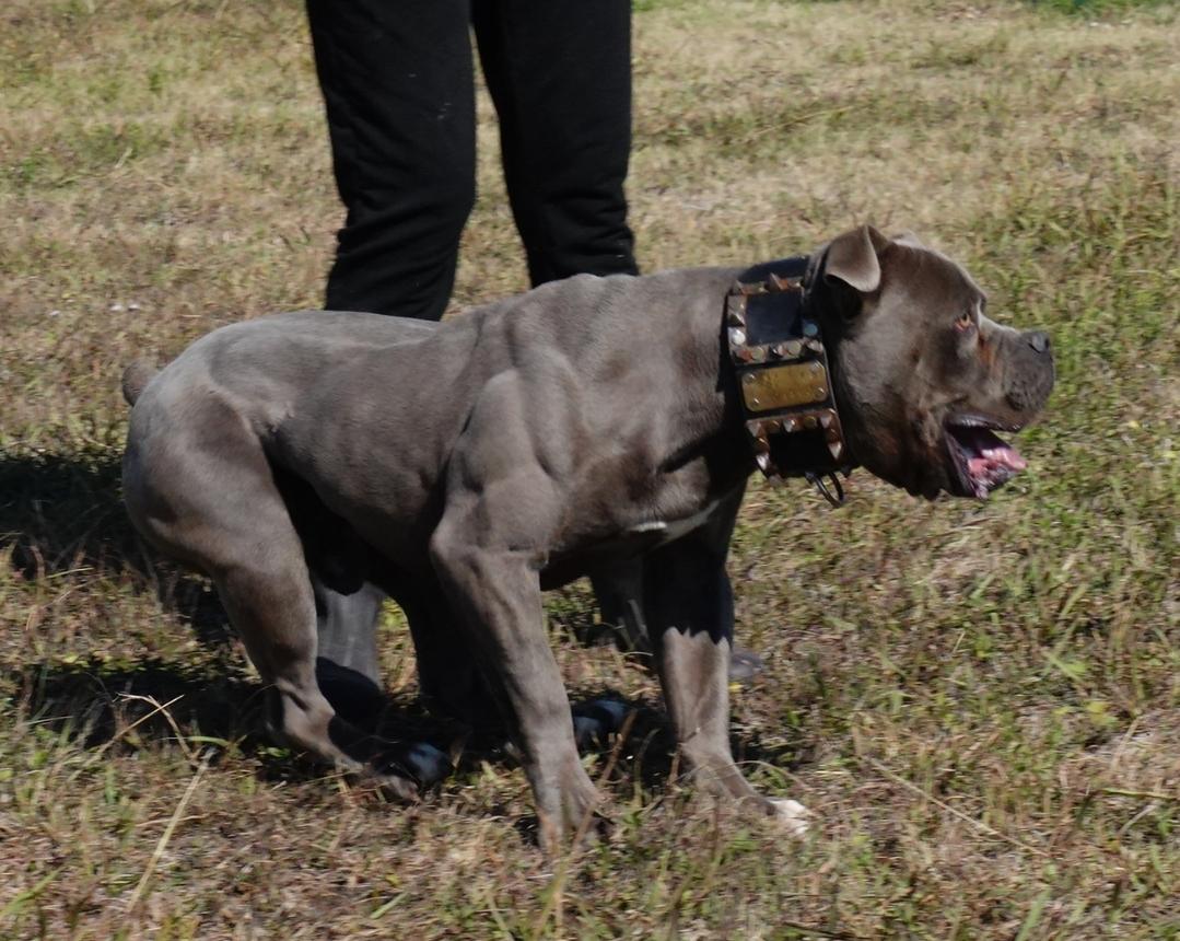 Evolution's Sonic of Cannon Bulldogs