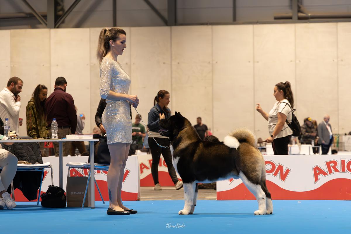Invictus De Tierras Altas De Castilla