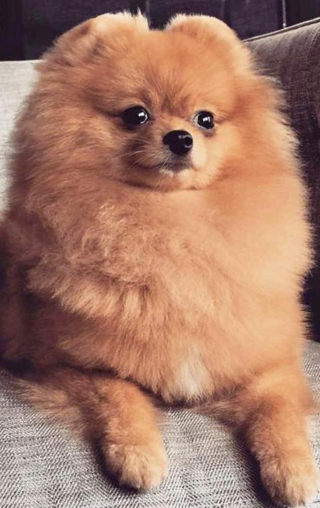 POM ADORE'S SHE'S ONE COOL GAL