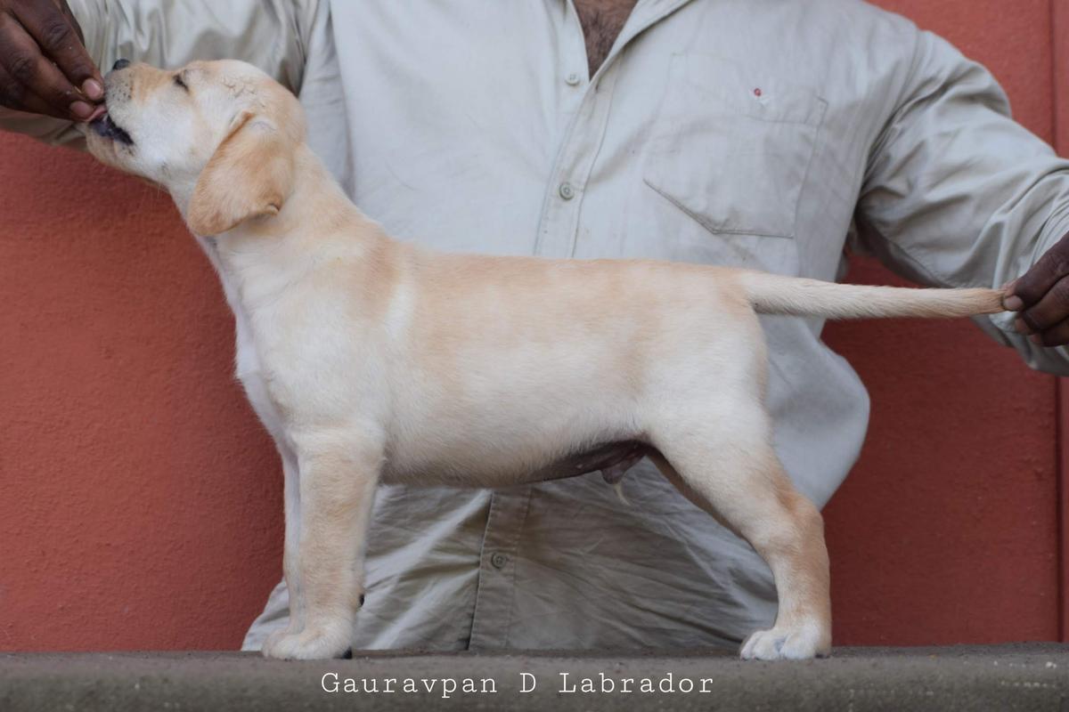 Gauravpan D's Bright Boy