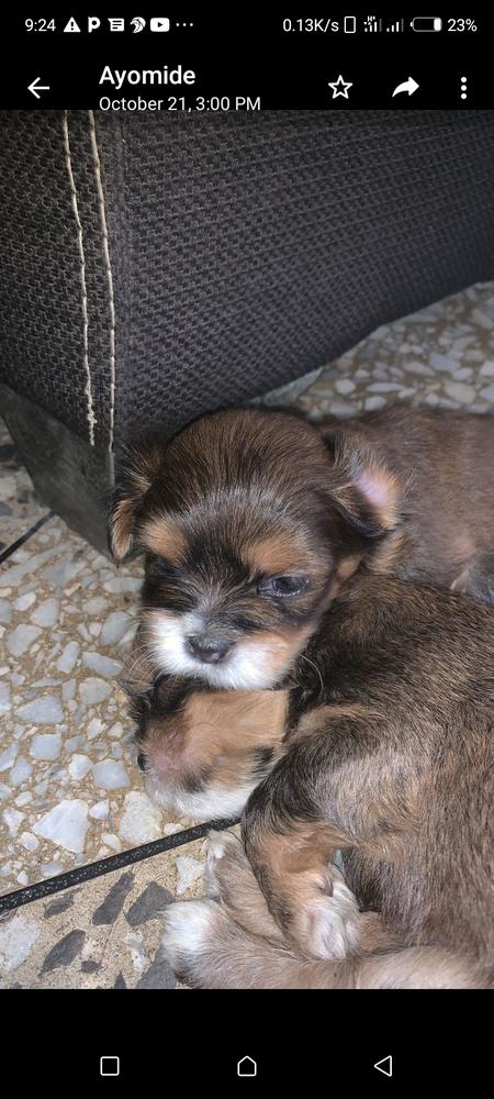 Ace of Ayo Kennels de sfk