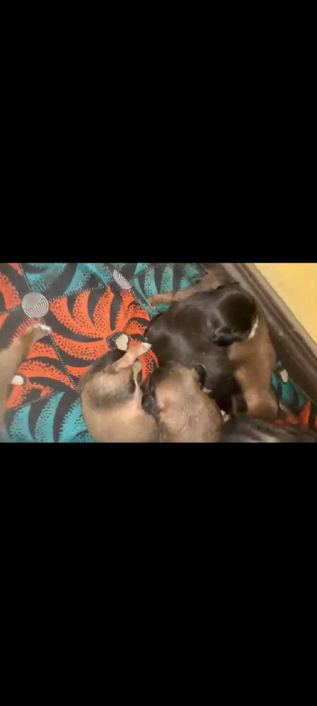 Ava of Ayo Kennels de sfk