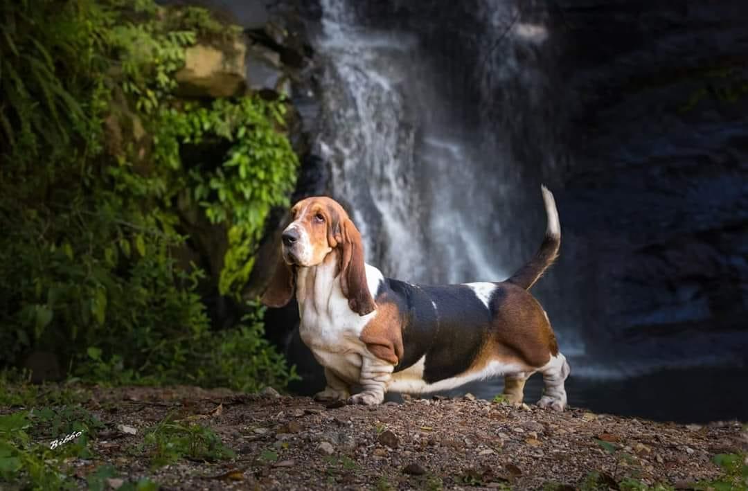 BRAVE BASSET I´M STILL SHINNING