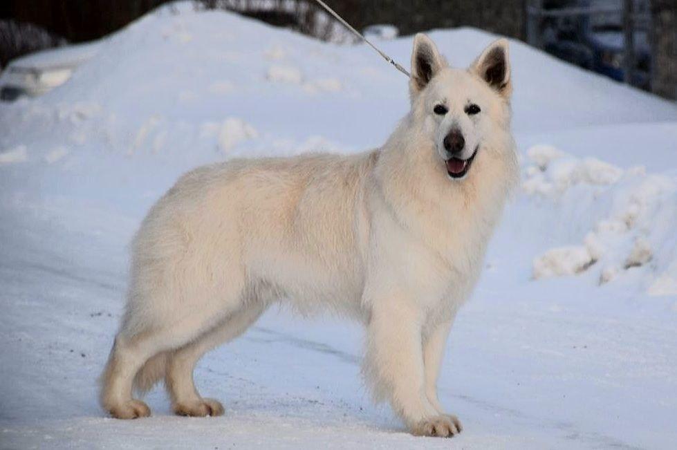 Sibirskoe Solnce Hyugo
