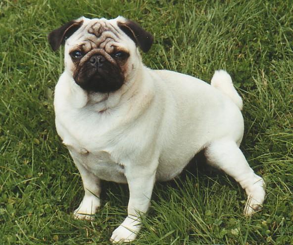 sherley de la bacska
