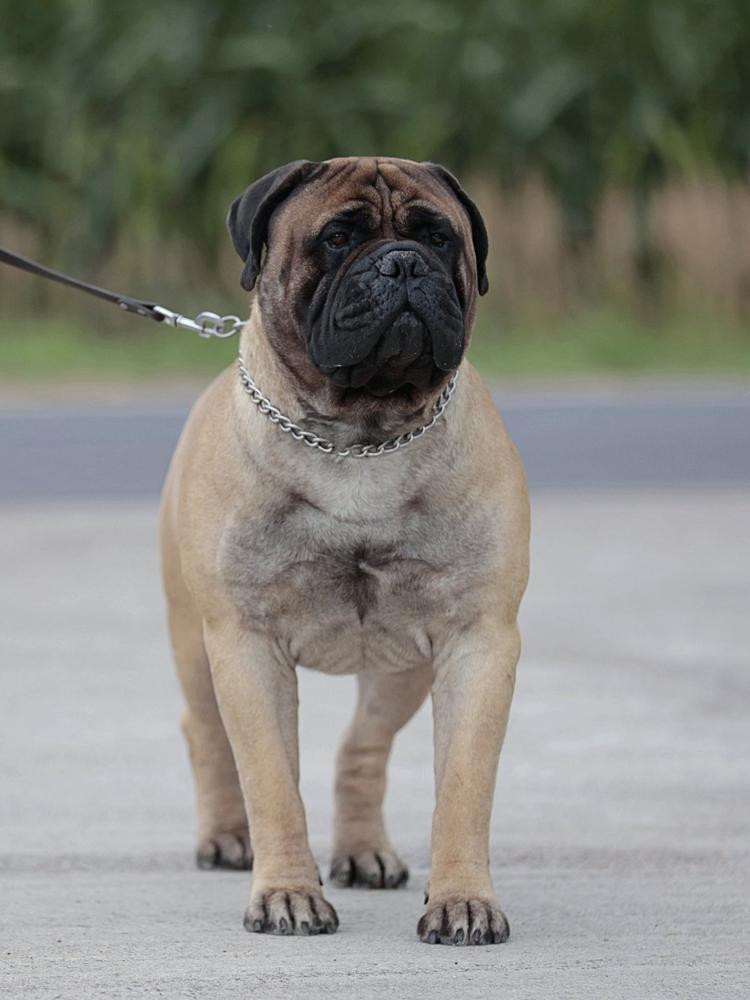 Honey Dynasty CARAT for Cani Felici