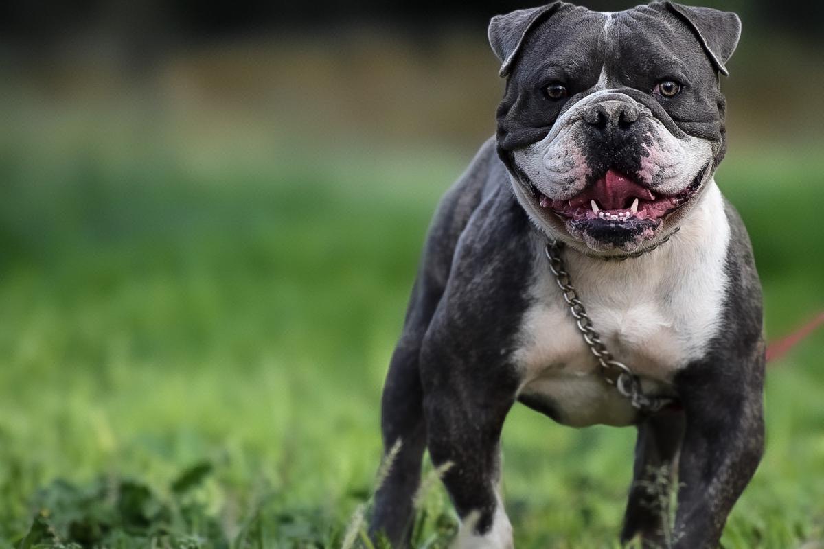 Pacific Line Bull Ranch’s “Kash”