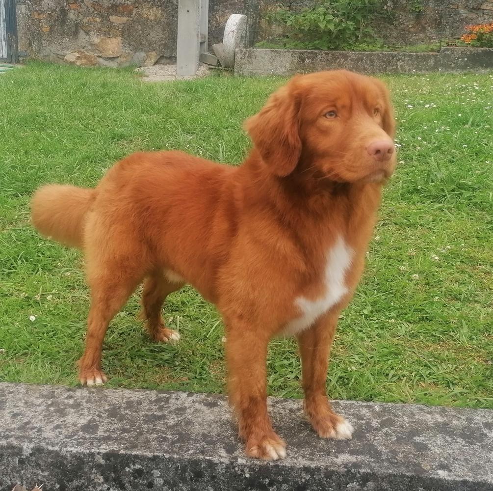 Canis Amicus Bomba