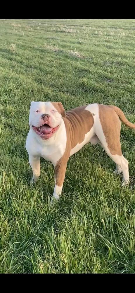Newcastle bullies Kylo the bronze bomber