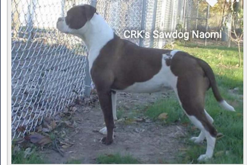 CRK Sawdog Naomi
