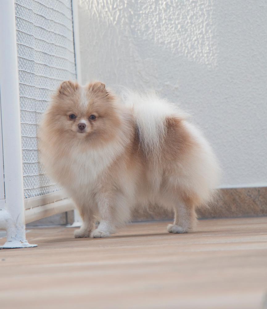 Yuki of Avallon Isle