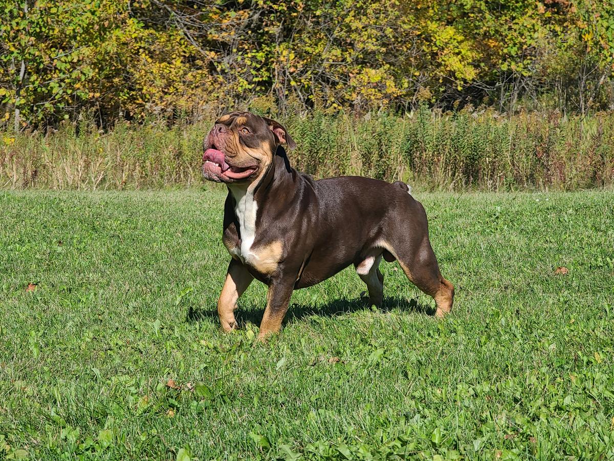 Shoreline's Rocky
