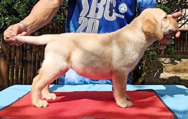 Propeta's Oh my Sweet Tala