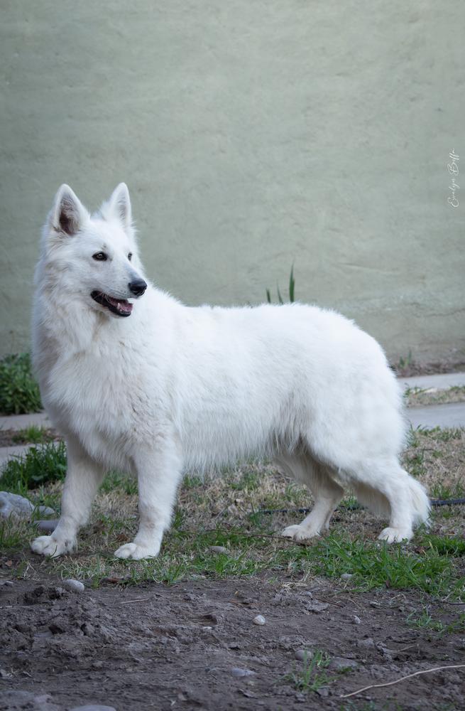 Moana de Motunui Zeichen Von Wolf