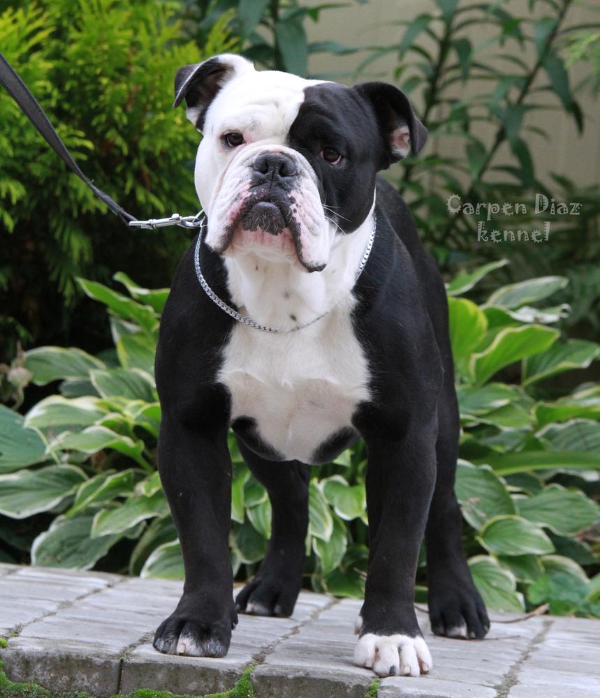 Duchess Rizzo