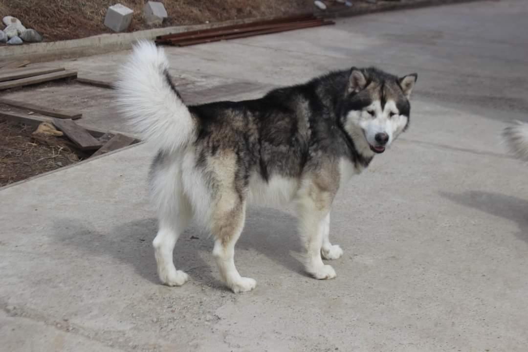 Iskander
