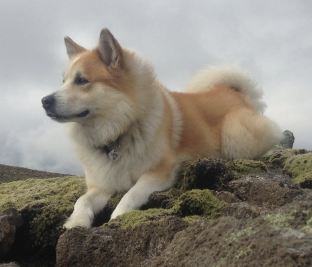 Sómi