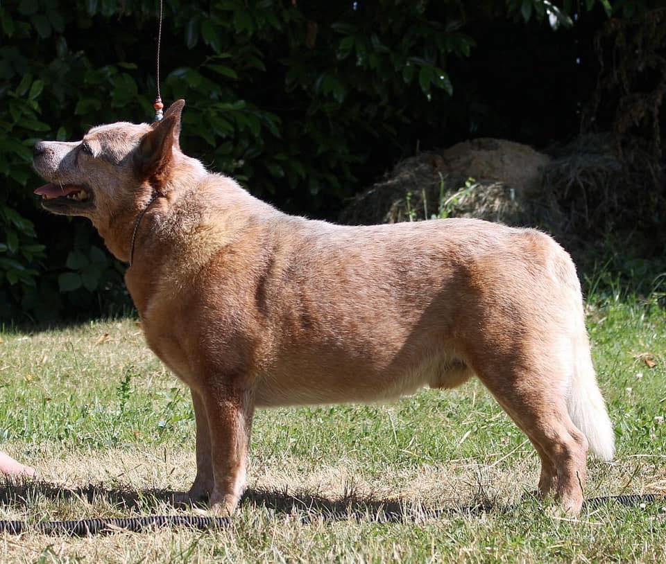 4 Legged Lethal Weapon