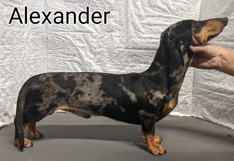 WTL Deco Alexander The Hottie MS