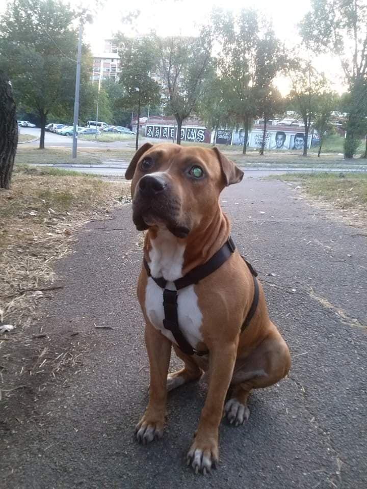 SNOOTY BOY PABLO