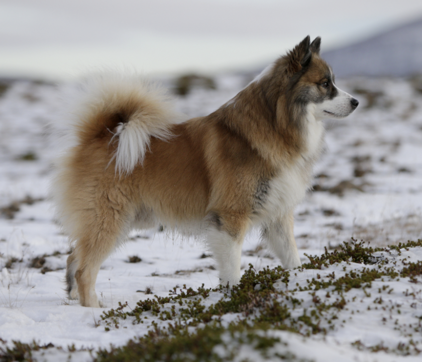 Laufeyjar Úlfgrímur