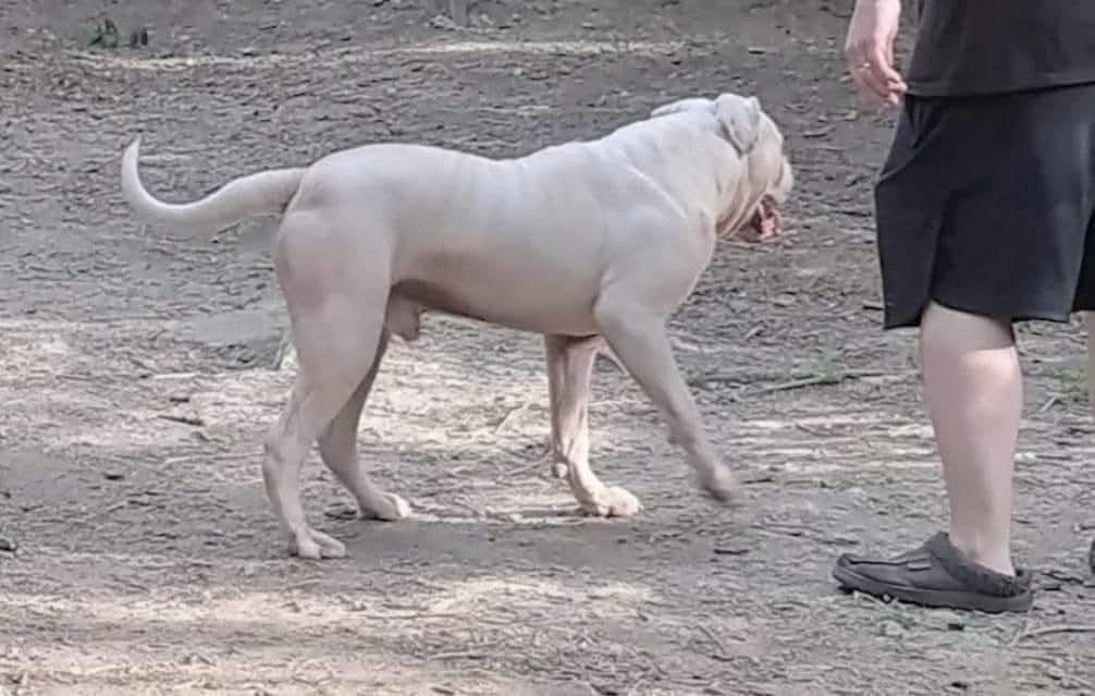 MRT'S Thor of Daisy May's