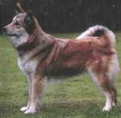 Westmanna's Ylfa Stina