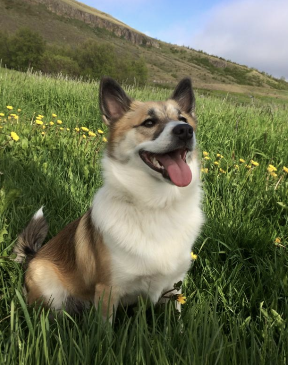 Snætinda Gletta