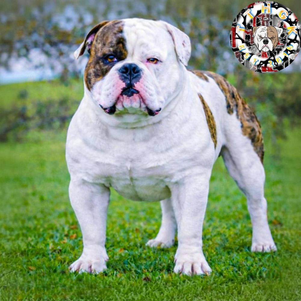 TTHGK BONE CRUSHER AKA BOSS