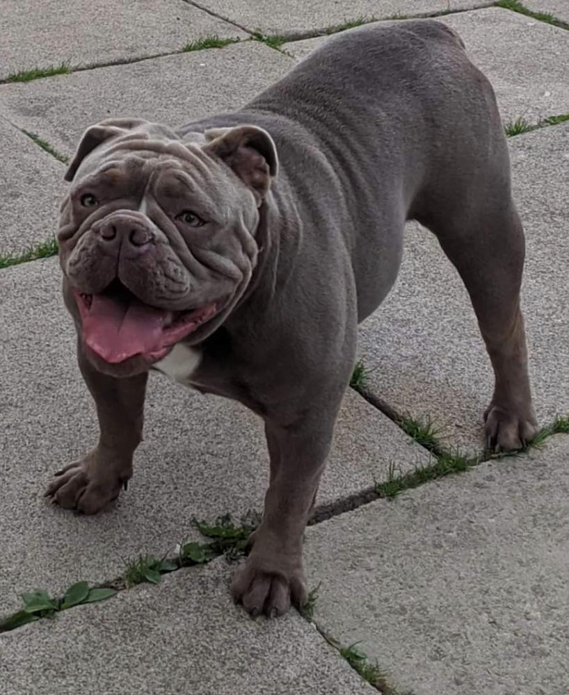 G-Line Bullyz Cheeko