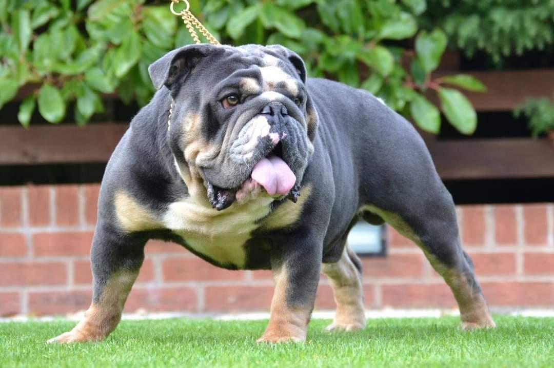 Epic Bullyz Capone