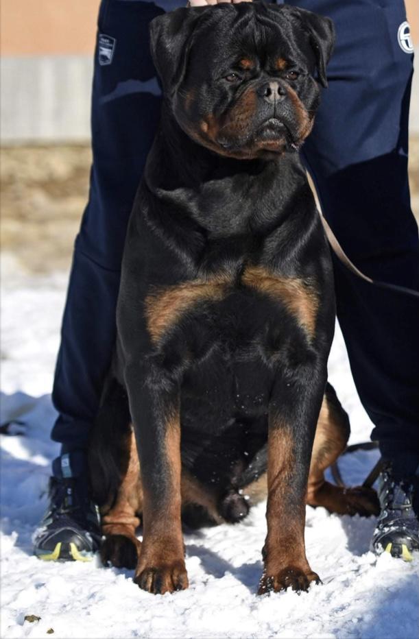 Boss Niko Rott