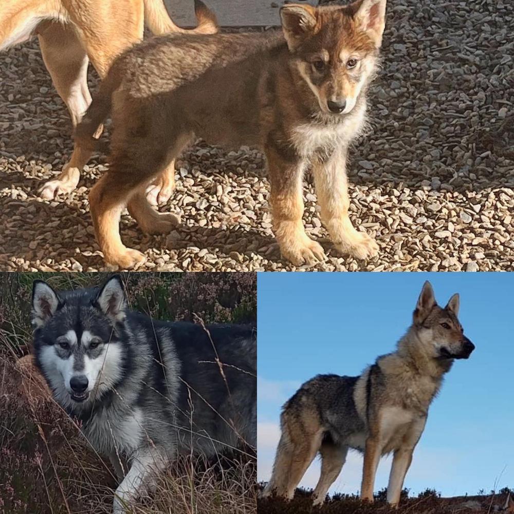 Xena