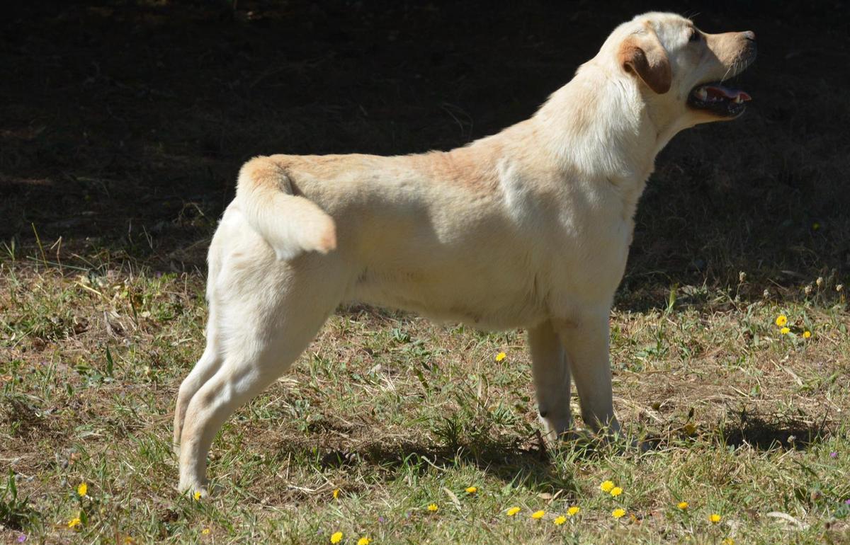 Celia's Tails Rumba