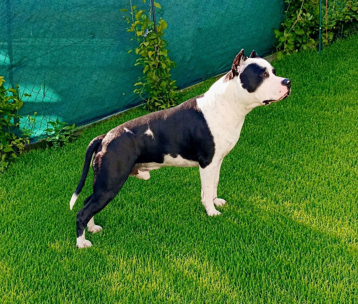 Robustaff Gangsta Rap