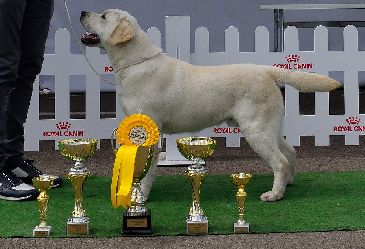 Eomer Radautz Retriever